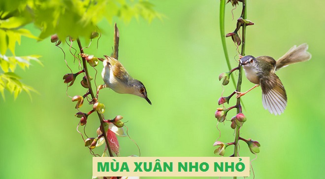 cam-nhan-bai-tho-mua-xuan-nho-nho-cua-thanh-hai