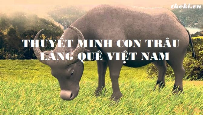 thuyet-minh-nguon-goc-dac-diem-va-vai-tro-cua-con-trau-678