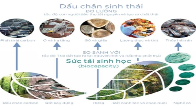 bai-9-dau-chan-sinh-thai-cua-moi-nguoi-va-thong-diep-tu-trai-dat-ngu-van-8-ket-noi-tri-thuc