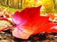 ban-ve-tho-xuan-dieu-cho-rang-tho-hay-la-hay-ca-hon-lan-xac-hay-ca-bai-hay-chung-minh-y-kien-tren-qua-bai-tho-sang-thu-cua-huu-thinh