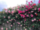 bieu-cam-ve-ve-dep-cua-hoa-hong