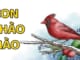 cam-nhan-bai-tho-con-chao-mao-cua-mai-van-phan