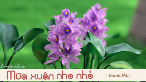 cam-nhan-tinh-yeu-cuoc-song-thiet-tha-va-uoc-nguyen-cao-dep-cua-nha-tho-thanh-hai-trong-bai-tho-mua-xuan-nho-nho