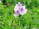 cam-nhan-ve-dep-mua-xuan-trong-bai-tho-mua-xuan-nho-nho-cua-thanh-hai