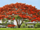 dan-bai-cam-nghi-ve-cay-hoa-phuong