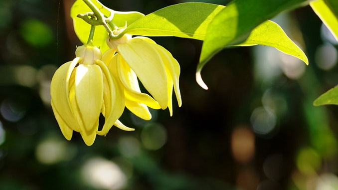 Đọc hiểu văn bản tùy bút: HOA MÓNG RỒNG (Lam Hồng) 3 doc-hieu-van-ban-tuy-but-hoa-mong-rong-lam-hong