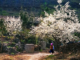 doc-hiu-chu-de-tinh-yeu-thien-nhien