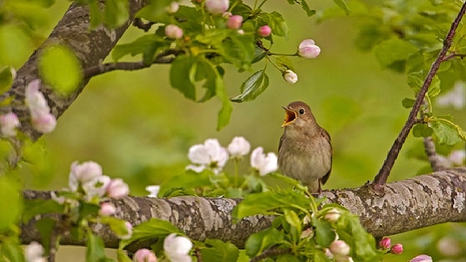 hanh-quan-giua-rung-xuan