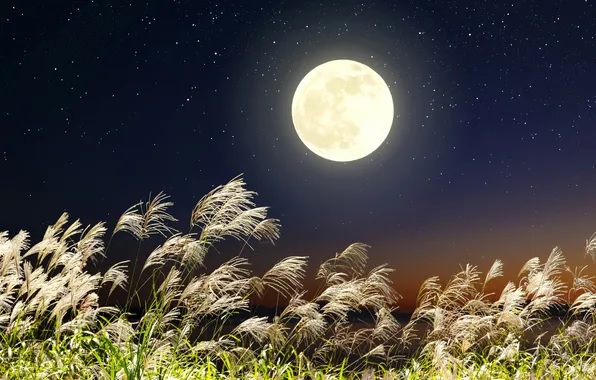 so-sanh-hinh-tuong-trang-trong-dong-chi-cua-chinh-huu-va-anh-trang-nguyen-duy