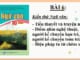 tieu-thuyet-va-truyen-ngan-diem-nhin-nghe-thuat-nguoi-ke-chuyen-han-tri-nguoi-ke-chuyen-toan-tri-bien-phap-tu-tu-chem-xen-ngu-van-10-canh-dieu