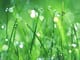 toi-yeu-chat-nguoi-dau-tien-nhung-giot-suong-lan-vao-la-co