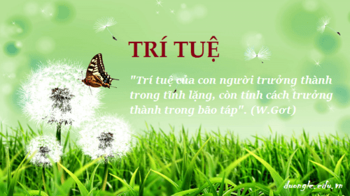 tri-tue-cua-con-nguoi-truong-thanh-trong-tinh-lang-con-tinh-cach-truong-thanh-trong-bao-tap