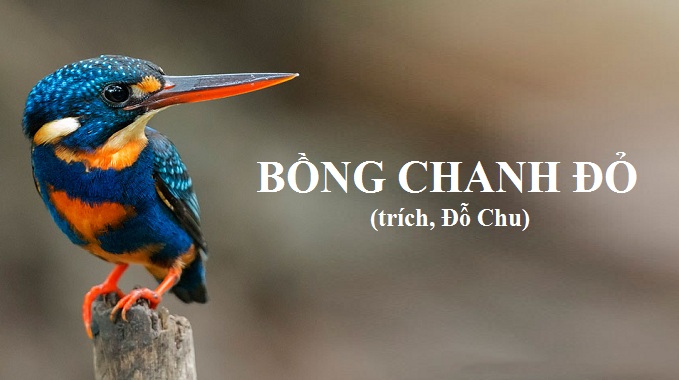 van-ban-bong-chanh-do-trich-do-chu-ngu-van-8-tap-2-chan-troi-sang-tao