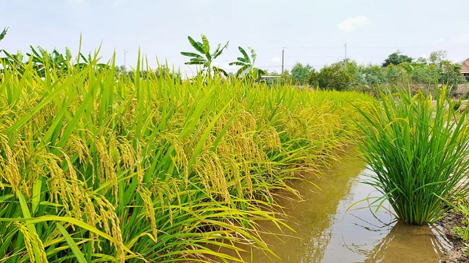 y-nghia-cau-tuc-ngu-lua-chiem-nep-o-dau-bo-he-nghe-tieng-sam-phat-co-ma-len